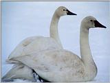 Whistling Swans