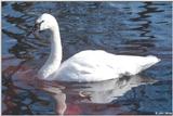 Swan