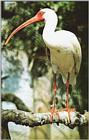 White Ibis