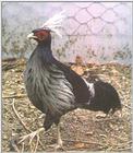 White-crested Kalij Pheasant