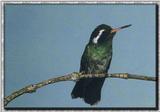 Hummingbird - White-eared