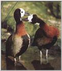 White-faced Tree Ducks