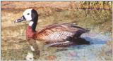 White-faced Whistling Duck