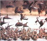 Whistling Ducks