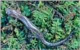 White-spotted Slimy Salamander (Plethodon cylindraceus) #1