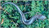 White-spotted Slimy Salamander (Plethodon cylindraceus) #2