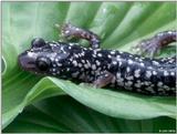 White-spotted Slimy Salamander (Plethodon cylindraceus) close-up