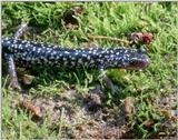 A couple more White-spotted Slimy Salamander Images 1