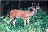 White-tailed deer 2