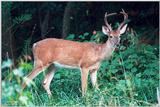 White-tailed deer 4