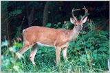 White-tailed deer 4