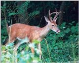 White-tailed deer 5