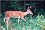 White-tailed deer 7