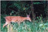 White-tailed deer 8 - Fawn