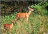 White-tailed Deer (Doe & Fawn)