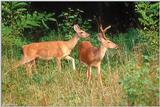 White-tailed Deer (Doe & Buck)