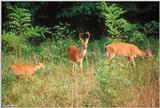 White-tailed Deer (Fawn, Doe & Buck)