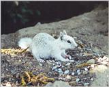 white California Ground Squirrel 90k jpg