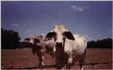 Georgia Cows - cows.bmp (01/12)