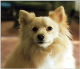 The Dog Tucker -- Enhanced (0/1)