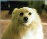 The Dog Tucker -- Enhanced (0/1)