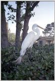 White Heron - WhiteHeron.jpg