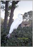 Heron at Disney - WhiteHeron1.jpg