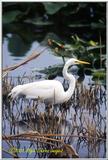 Trip to Wakohadatchee Wetlands [6/7] - WhiteHeron.jpg (1/1)