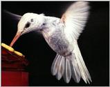 White Hummingbird - not a true albino - W hum1.jpg