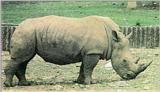 White Rhinoceros J02 - Closeup