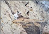 White Ground Squirrel