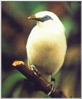 Bali Mynah