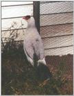 White Eared Pheasant