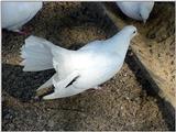 White Fantail Pigeons 2