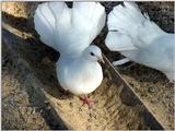 White Fantail Pigeons 3