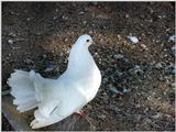 White Fantail Pigeons 4