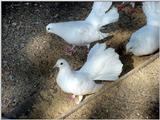White Fantail Pigeons 5