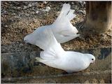 White Fantail Pigeons 6