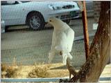 White Fantail Pigeons 7