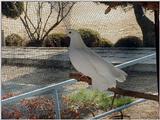 White Fantail Pigeons 7