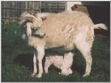 Re: Anyone Got a Pic Of A Goat???