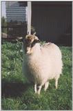 Re: Anyone Got a Pic Of A Goat???