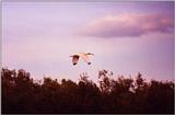 American White Ibis in flight
