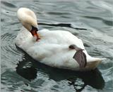 Taken in the lake in Lucerne. oneleged.jpg (1/1)
