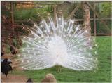 Another birdie from Kruezen Animal Park - White peacock bragging just a bit :-)