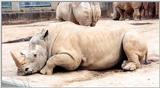 rhino