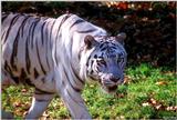 White Tiger 1