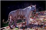 White Tiger 2