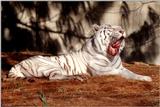 The tired White tiger 2