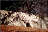 White Tiger